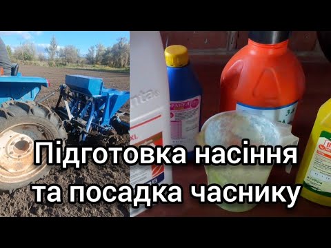 Видео: Підготовка насіння та посадка часнику сезон 2025-2026
