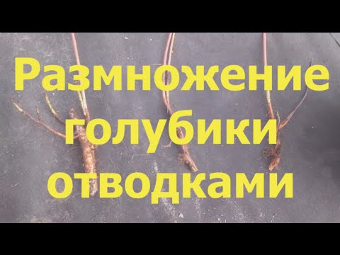 Видео: Голубика. Размножение отводками.
