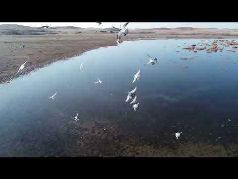 Видео: Төрткөл аулы. Бұқар жырау ауданы. 2025.