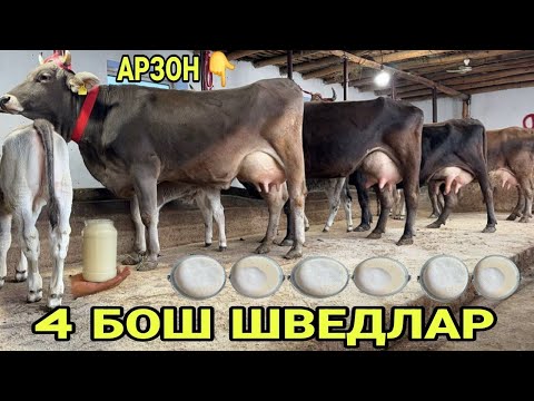 Видео: АРЗОНЧИ АКАДАН ТОЗЗА ШВЕД 1- КОРИНГА СИГИРЛАР СОТИЛАДИ SOTILADIGON SHIVED SIGIRLAR 6 ноября 2025 г