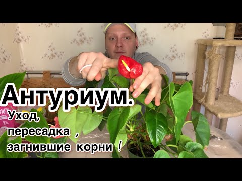 Видео: Антуриум .Уход , пересадка , реанимация загнивших корней антуриума !