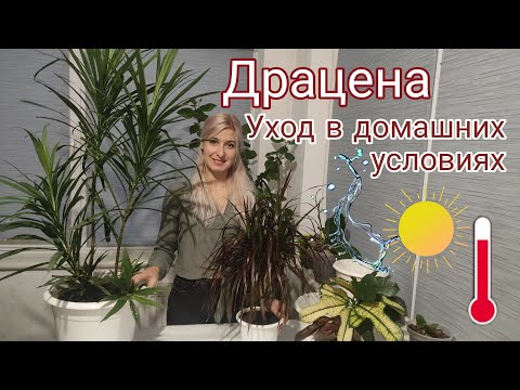 Видео: Драцена. Уход в домашних условиях. Сохнут кончики листьев
