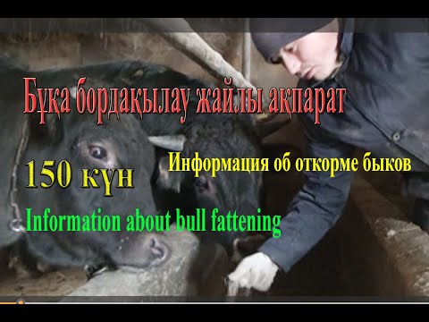 Видео: Бұқа бордақылау туралы ақпарат | Информация об откорме быков | Information about bull fattening