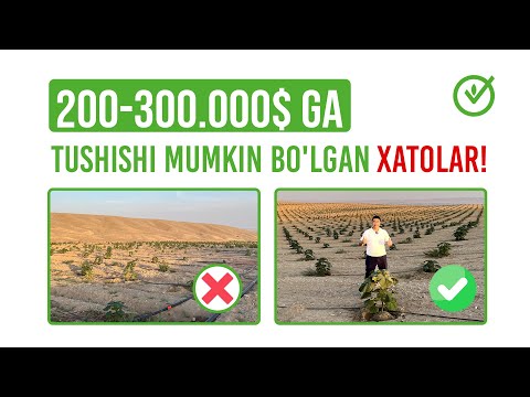 Видео: Pavlovniya | Павловния | $200 - $300 минг долларга тушиши мумкин бўлган хатолар