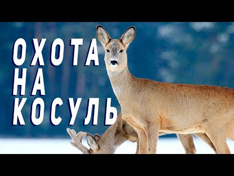 Видео: Отличная охота! Косули вышли прямо на камеру! Редкие кадры!