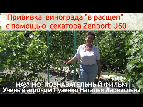 Видео: Прививка винограда "в расщеп" при помощи секатора Zenport  J60 - легко и просто. (Пузенко Н.Л.)