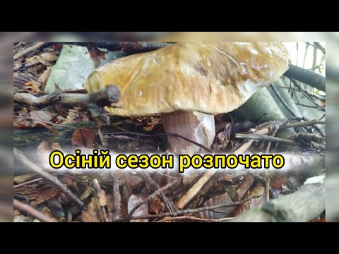 Видео: Перший мій супер гриб 🍄‍🟫🍄‍🟫🍄‍🟫