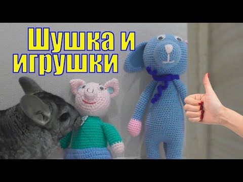 Видео: Шиншилла Шуша и игрушки/ Забавная смешная шиншилла