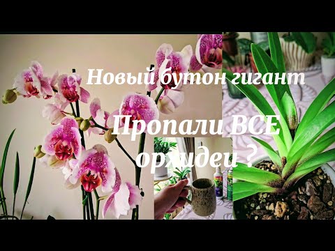 Видео: Ухаживаю/ Новый гигант бутон/ Беда с Орхидеями/ Башмак ГИГАНТ