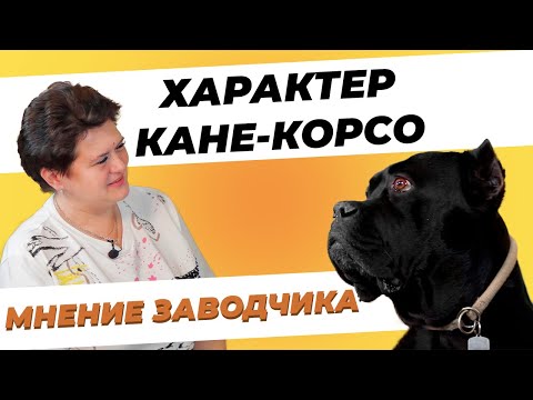 Видео: Характер Кане-корсо - Мнение заводчика - Отношение Кане-корсо к детям