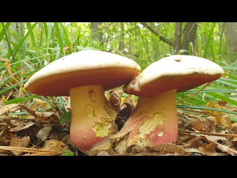 Видео: САТАНИНСКИЕ БОРОВИКИ КРАСАВЦЫ! Грибы 2021 !