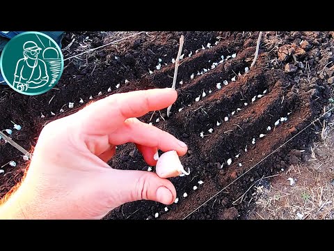 Видео: 🧄 Посадка чеснока 🟥 Подготовка почвы ⬛ Внесение органических удобрений 🟢 Новые опыты