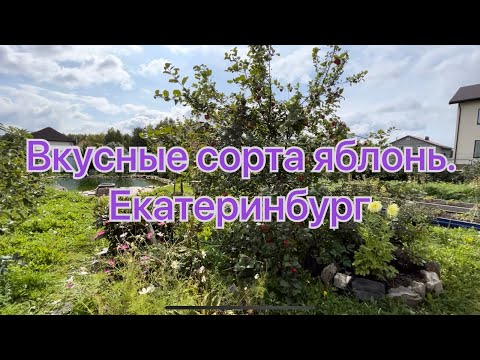 Видео: Вкусные сорта яблонь. Екатеринбург