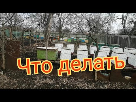 Видео: Погоды нет, расплода нет, что делать с рамками????