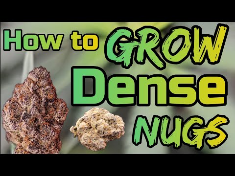 Видео: Выращивайте плотные шишки, #FC6500