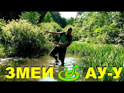 Видео: В ДИКИХ УСЛОВИЯХ. Ищу змей