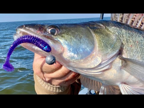 Видео: Ловля СУДАКА на ВОДОХРАНИЛИЩЕ Долгожданная РАЗДАЧА!!!