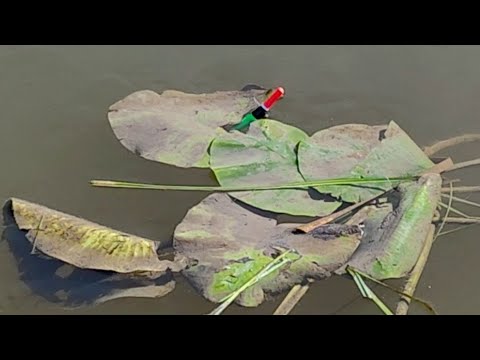 Видео: ВОТ ЭТО ЗАБРОСИЛА В КУВШИНКИ...ПОПЛАВОК БаЛДЕЕТ!!! Осенняя рыбалка на карася