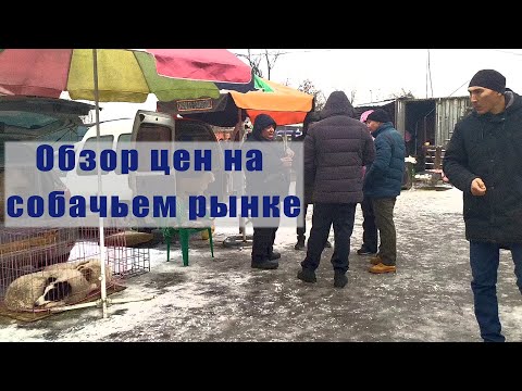 Видео: Обзор цен на собачьем рынке Бишкека