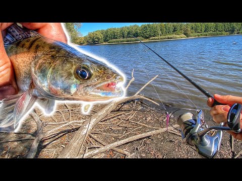 Видео: Води Немає! Але СУДАК Клює Як Дурний! Риболовля На Судака