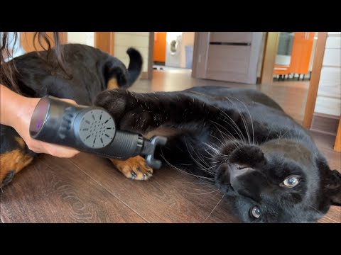 Видео: Спа день для пантеры Луны и Вензы😁💆‍♀️