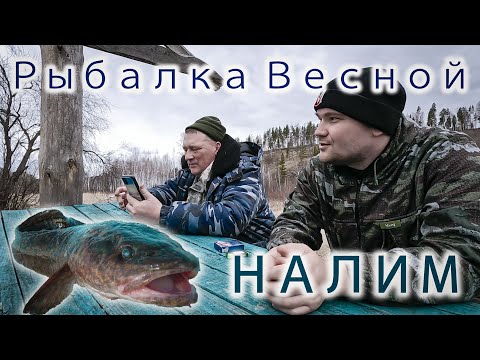 Видео: ЛОВЛЯ НАЛИМА ВЕСНОЙ НА ЗАКИДУШКИ!!! РЫБАЛКА С НОЧЕВКОЙ!!! С ТЕСТЕМ НА РЫБАЛКЕ!