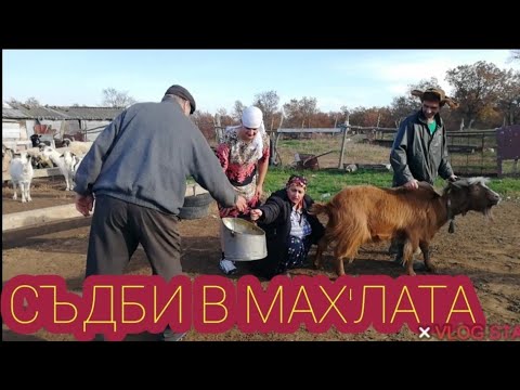 Видео: СЪДБИ В МАХ'ЛАТА - Еп 10,  Айшето - бизнесдама