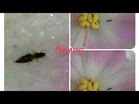 Видео: ТРИПС! Просыпаная пыльца. Способы борьбы.