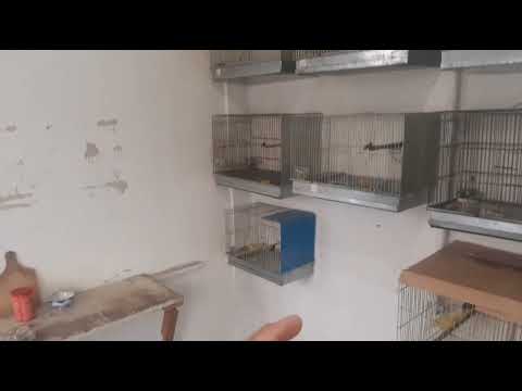 Видео: канарейкаларни парвариш килиш устозлардан