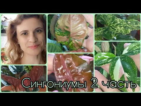 Видео: 2 часть🌱Сингониумы🌸Сейчас мне очень нравится как они выглядят🌱Ред спот триколор🌸Неон🌱Арон браун🌸Пинк