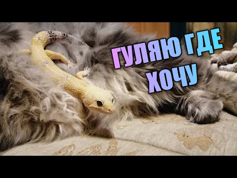 Видео: ЯЗЫК ТЕЛА ЭУБЛЕФАРОВ / КАК ОБРАЩАТЬСЯ С ГЕККОНОМ / ЧАСТЬ 1