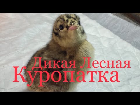 Видео: Дикая Лесная Куропатка/Спасаем птенцов брошенных в Лесу