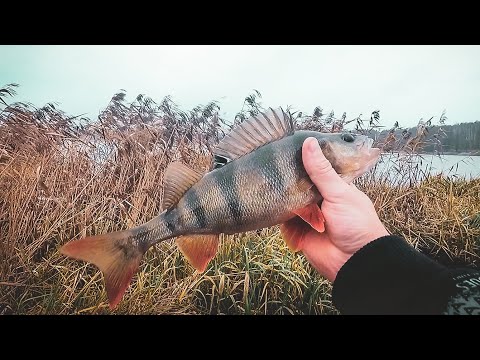 Видео: КРУПНЫЙ ОКУНЬ на блесну LUCKY JOHN! Эти "вертушки" сделали мою рыбалку. Окунь не смог устоять!