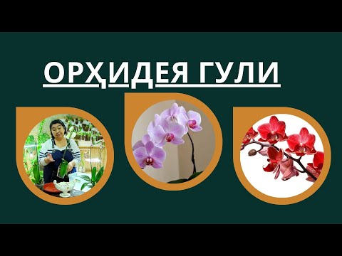 Видео: Орхидея гули