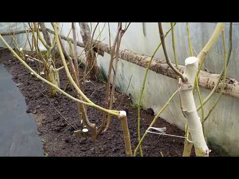 Видео: Инжир в Беларуси, меняю метод обрезки. Часть вторая.