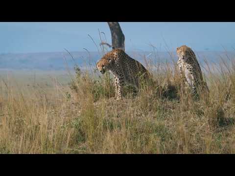 Видео: Дыхание гепарда