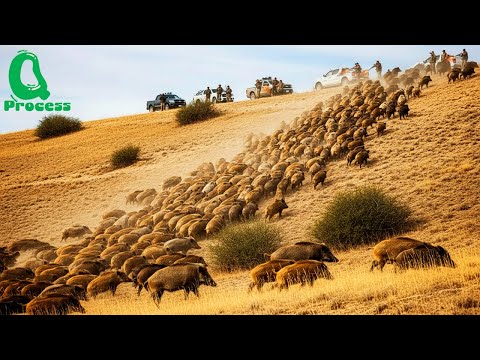 Видео: Самая масштабная охота на кабана в истории | Жестокая схватка с огромным стадом — эпическое уничт...