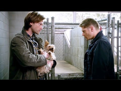 Видео: Дин стал собакой | Сверхъестественное