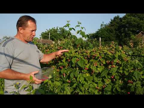 Видео: лячка во всей красе.