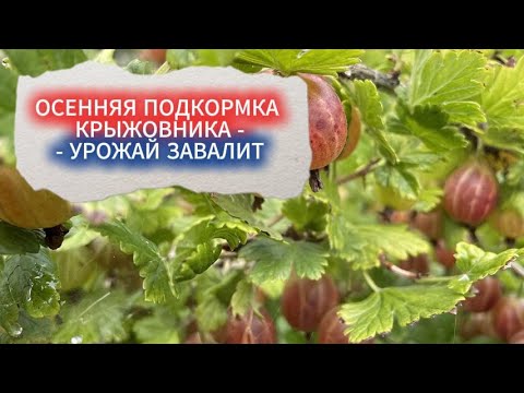 Видео: УХОД ЗА КРЫЖОВНИКОМ ОСЕНЬЮ. ПОДКОРМКА МОЛОДЫХ КУСТОВ КРЫЖОВНИКА ДЛЯ КРУПНЫХ ЯГОД