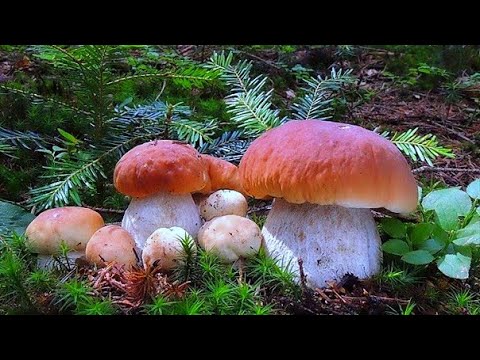 Видео: ПРОЩАЙТЕ! МЕНЯ ПОХИТИЛИ БЕЛЫЕ ГРИБЫ и ПОДОСИНОВИКИ В МЕДВЕЖИЙ ЛЕС! ОПАСНАЯ ТИХАЯ ОХОТА КАРЕЛИЯ 2021