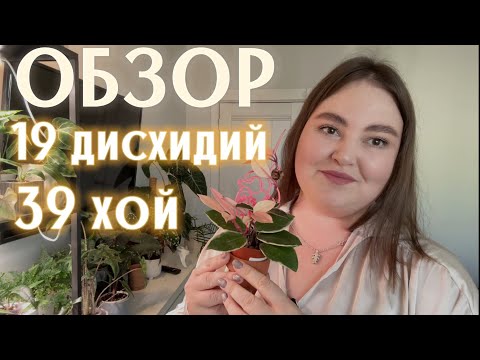 Видео: ОБЗОР коллекции | ХОЙИ | ДИСХИДИИ