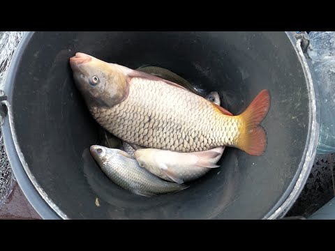 Видео: тестирование новой кастинговой сети из лески на глубине ( сазан карась окунь плотва)