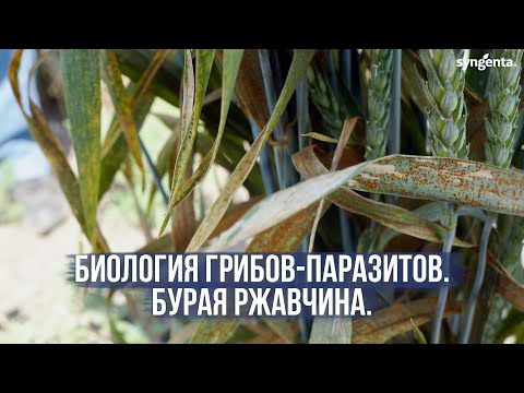 Видео: Биология грибов-паразитов. Бурая ржавчина пшеницы.