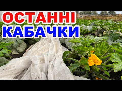 Видео: 500 штук посаджено , а скільки можна назбирати урожаю восени ?