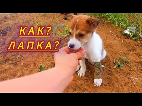 Видео: 😧Что случилось с Бонькой младшей??🤎🖤🩶Прогулка щенков.