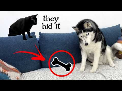 Видео: Мой хаски разгромил комнату в поисках лакомства