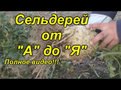 Видео: Корневой сельдерей - выращивание от начала и до конца в одном видео!