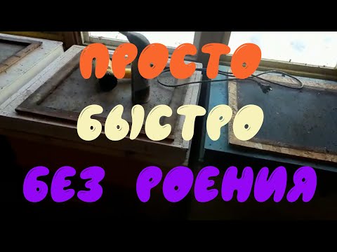 Видео: Содержать пчёл без роения очень просто