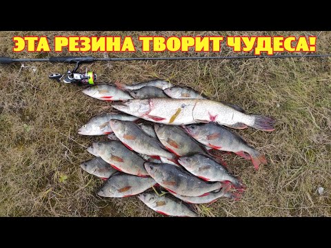 Видео: Эта резина творит чудеса! Ловля окуня и щуки на джиг, джиг-риг и съедобную резину.